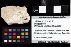 Foto (Objket + Etiketten) von Decapoda indet. 